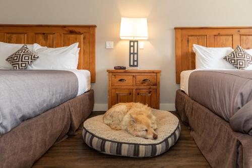 2 queen beds