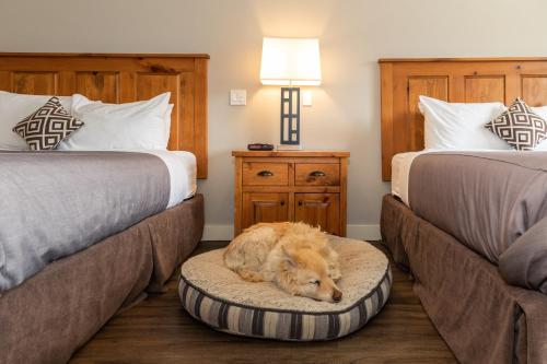Queen Room with Two Queen Beds - Pet Friendly