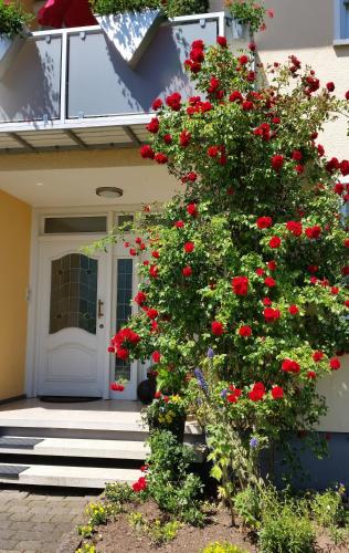 Ferienwohnung Kirsch - Apartment - Sankt Wendel