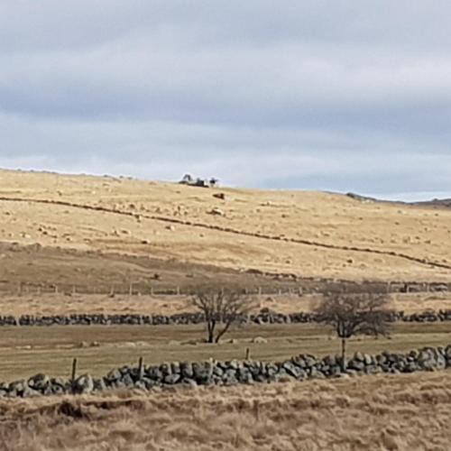 AUBRAC brameloup