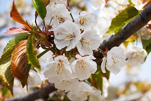 Foto - Casas Rurales Acebuche, Cerezos en Flor en el Valle del Ambroz