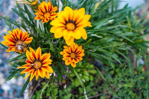 Departamentos De la Plaza