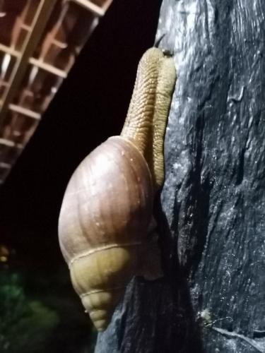 La Ceiba Tree Lodge in Puntarenas