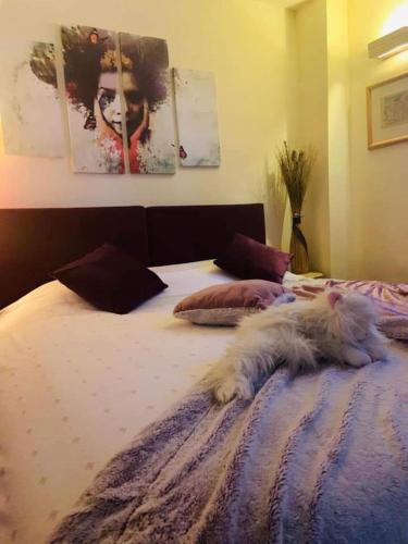 Vila Dragana photo