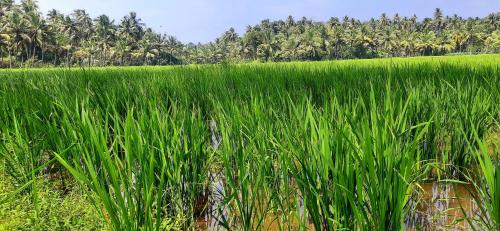 Paddy Farm Beach Resort