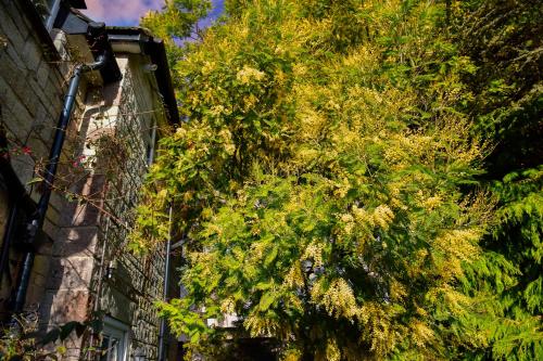 Ward Avenue B&B - image 9
