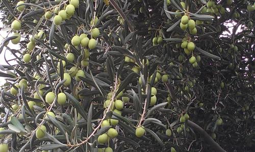 Létesítmények, Goolgowi Highway Motel in Goolgowi