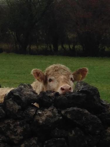 Beaconsfield Farm - image 12