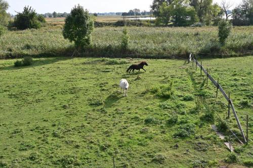 Holiday home in Poseritz - Insel Rügen 41511 Holiday home in Poseritz - Insel Rügen 41511