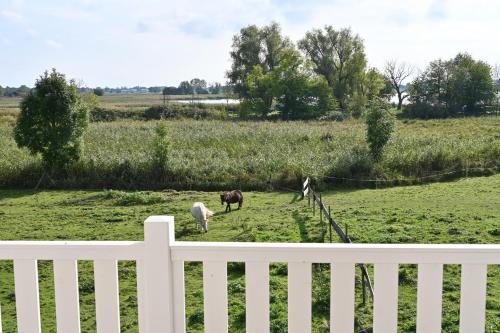 Holiday home in Poseritz - Insel Rügen 41511 Holiday home in Poseritz - Insel Rügen 41511