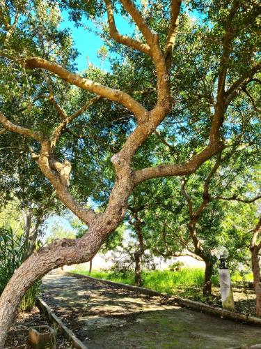 ✿ Villetta Flowers ✿ Punta Prosciutto gîte à louer Punta Prosciutto