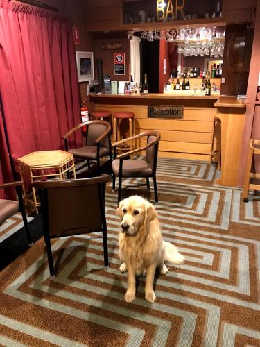 Vestíbulo, Cottonwood Motel in Snowy Mountains