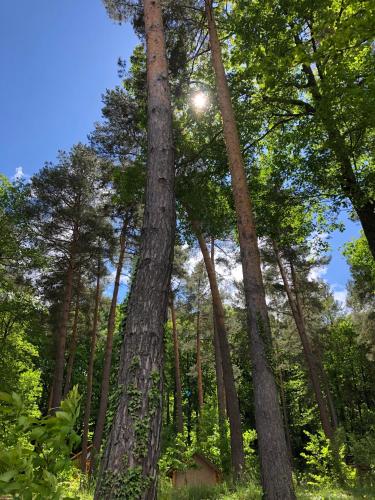 Camping Osenbach