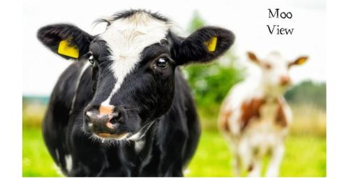 Moo View Caravan