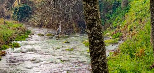 River House - Casas do Rio Tora - image 9