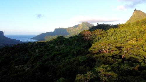 Eco Lodge Village Temanoha