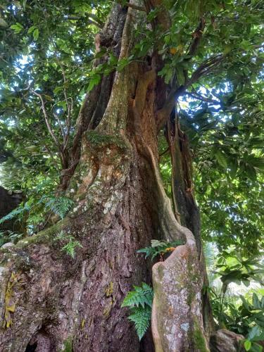 Eco Lodge Village Temanoha