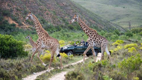 Gondwana Game Reserve