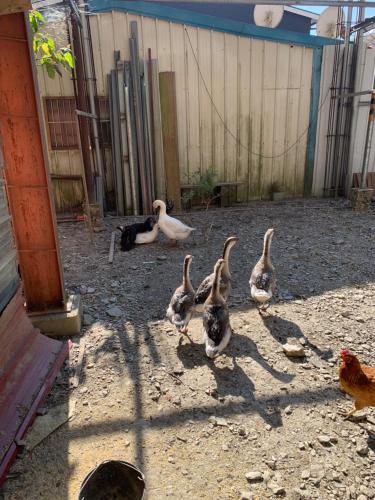 微楓民宿 可加購晚餐酸白菜火鍋 微楓民宿 可加購晚餐酸白菜火鍋