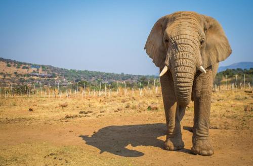 African Hills Safari Lodge & Spa