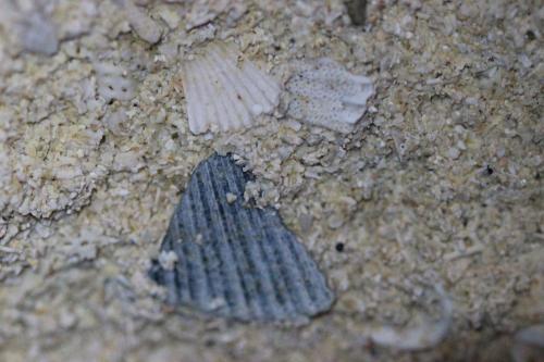 Le Chai De La Rose - image 9