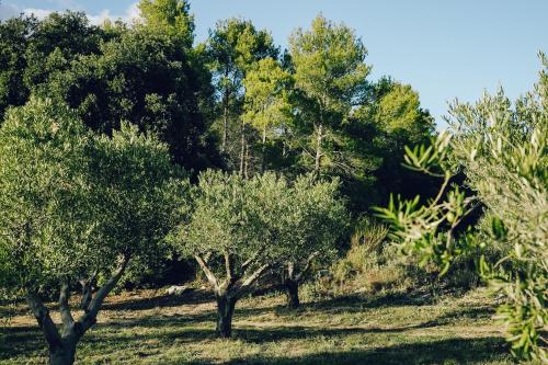Domaine Monte Verdi - image 5