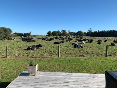 A Place in the Paddock in Matamata