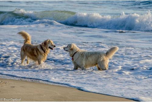 Happy Dog Days