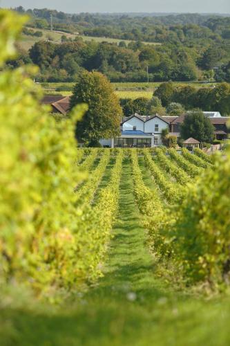 Denbies Vineyard Hotel - image 10
