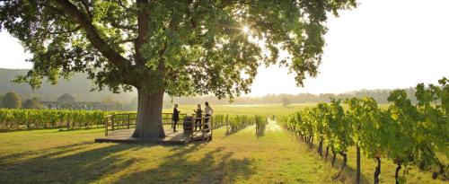 Denbies Vineyard Hotel - image 14