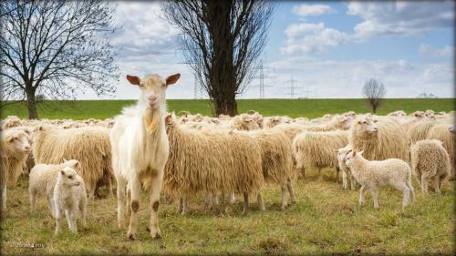 Surrounding environment, Zum Bergischen Hof in Dormagen