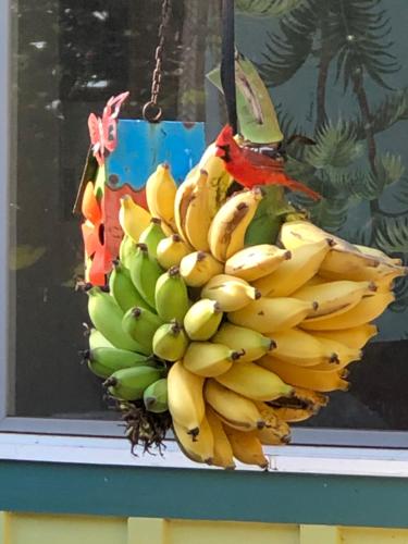 Banyan Tree B&B Retreat Banyan Tree B&B Retreat