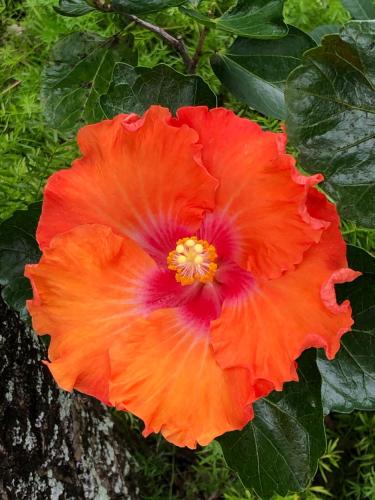 Banyan Tree B&B Retreat Banyan Tree B&B Retreat