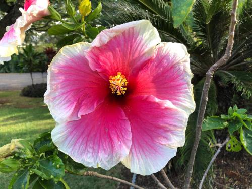 Banyan Tree B&B Retreat Banyan Tree B&B Retreat