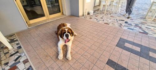 Hotel Astoria photo