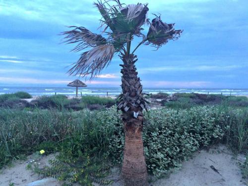 Unobstructed Oceanfront Starfish Unit 6 Beach Pad!