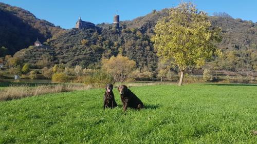 Ferienhaus Leopold mit Burgblick an der Mosel - Apartment - Burgen