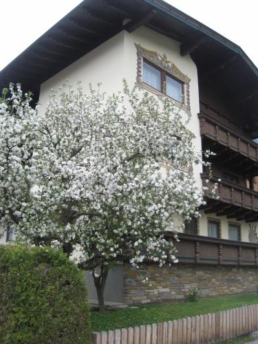 Gästehaus Braunegger - main image