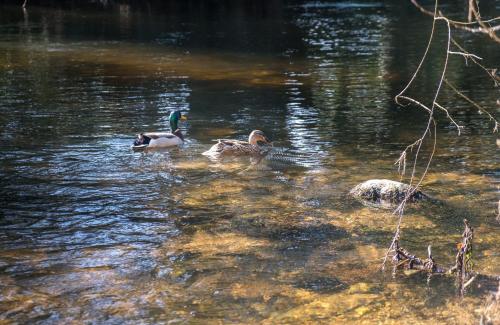 The Lodge at Woodenbridge - image 13