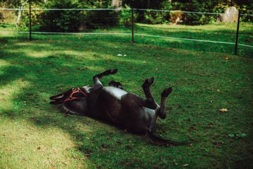 Taujėnų dvaro svečių namai Taujėnų dvaro svečių namai