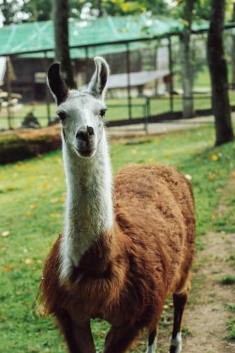 Taujėnų dvaro svečių namai Taujėnų dvaro svečių namai