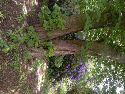 Buntes Moor - image 6