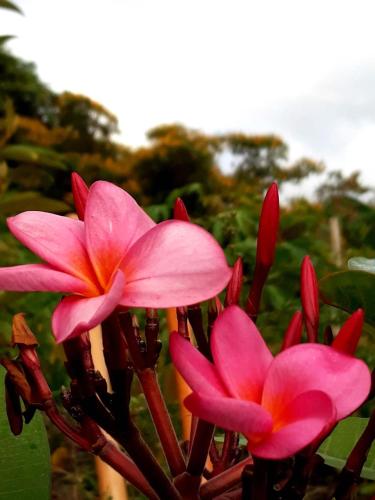 CHALÉ DAS FLORES - VALE DO CAPÃO