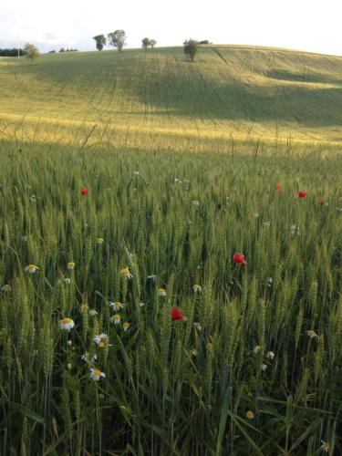 Antica Quercia B&B