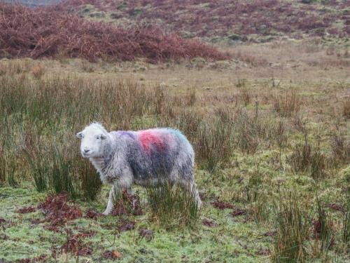 The Croft Bungalow - image 14