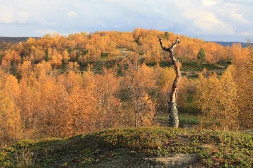 Ounasloma Luxury Cottages - image 2