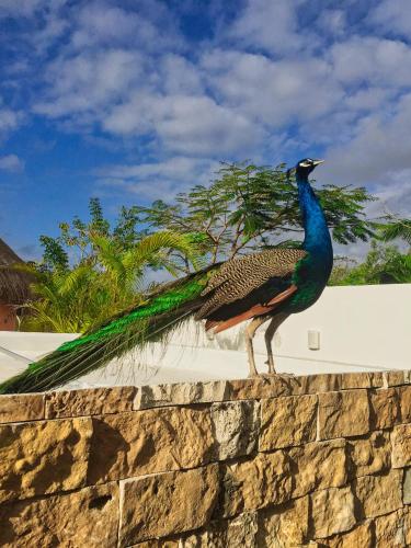 Stunning 3 BR Villa North of Merida