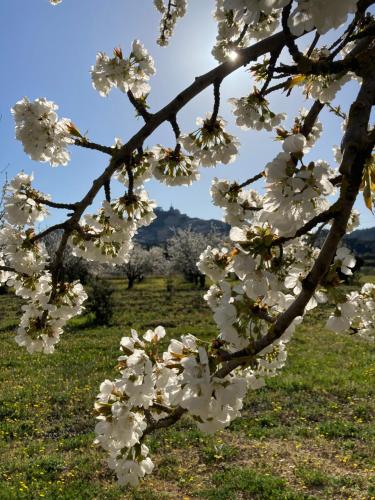 Rose - Accommodation - Bonnieux