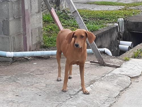 Cisslyn Ramdeo's Enterprises/Keanu's Guesthouse