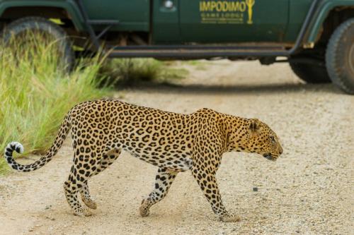 Impodimo Game Lodge